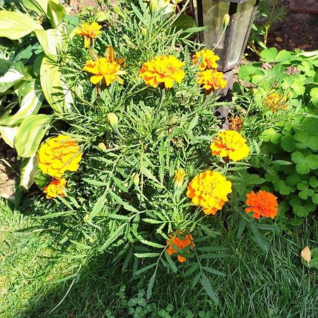Un Deux Pieces Et Un Jardin A Villejuif Dış mekan fotoğraf
