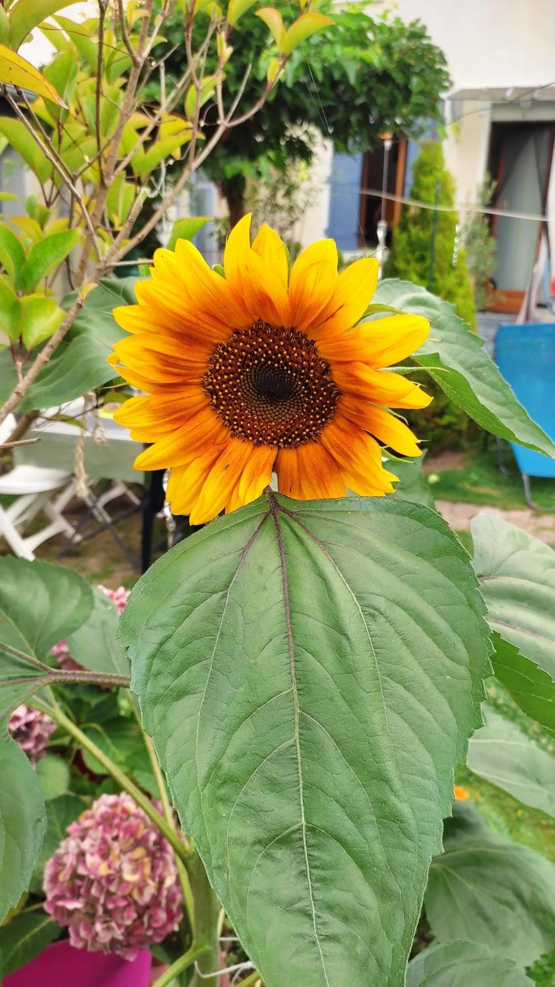 Un Deux Pieces Et Un Jardin A Villejuif Dış mekan fotoğraf